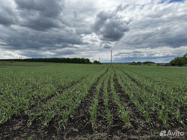 Чеснок на посадку