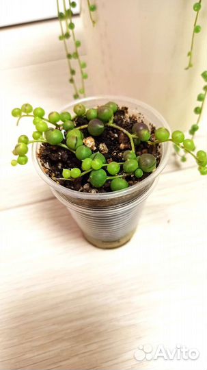 Крестовник Роули