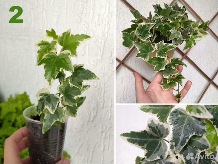 Плющ. 7 разных (Hedera Helix)