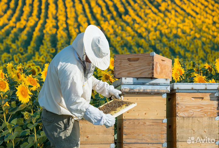 Пчелы и улья