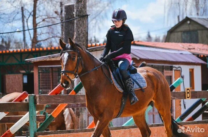 Аренда лошади