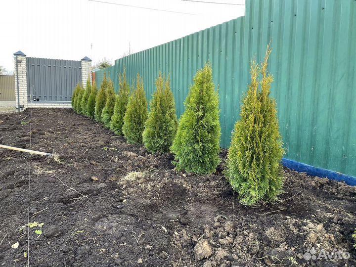 Туи в ассортименте