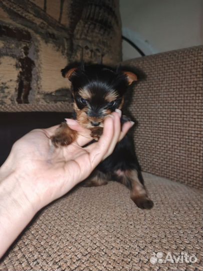 Йоркширский терьер