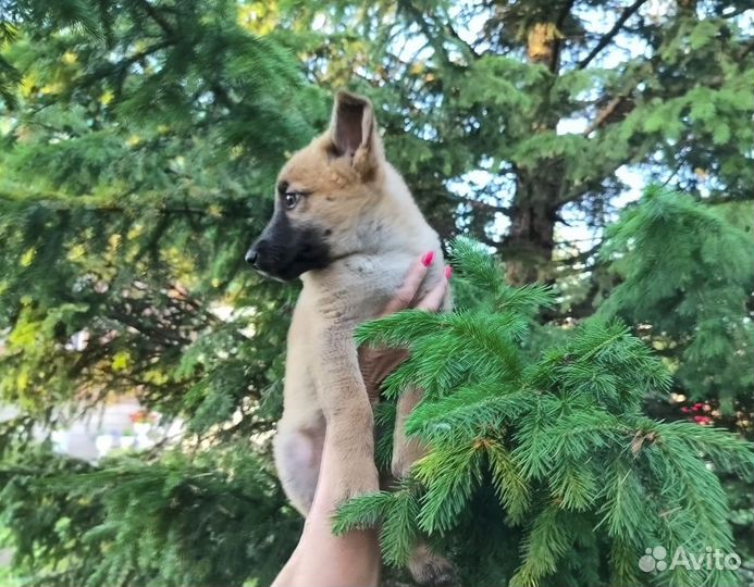 Мэри - щенок-девочка, метис малинуа в дар