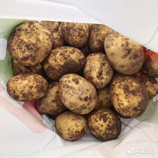 Продам картофель 