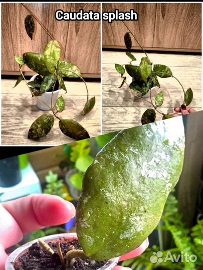 Хойя микрофила Сноу квин