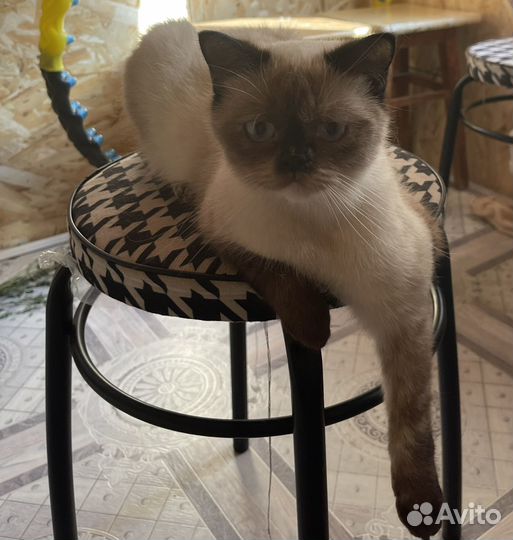 Кошка в дар бесплатно,Стерилизованная