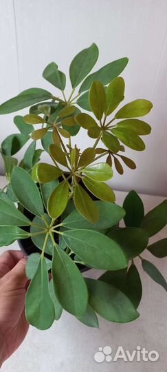 Шефлера. Комнатный цветок. Для офиса растение