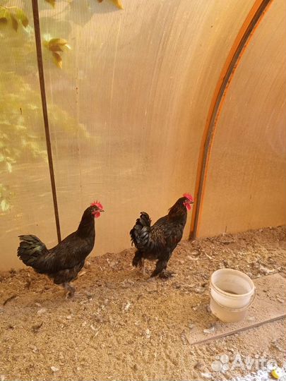 Петухи разных парод