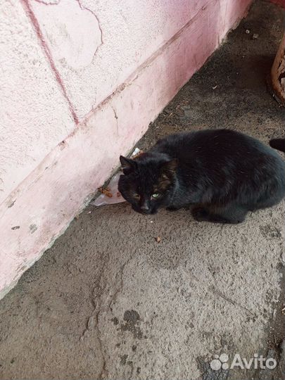 Кот в добрые руки