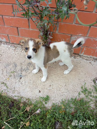 Отдам девочек отличных охраниц