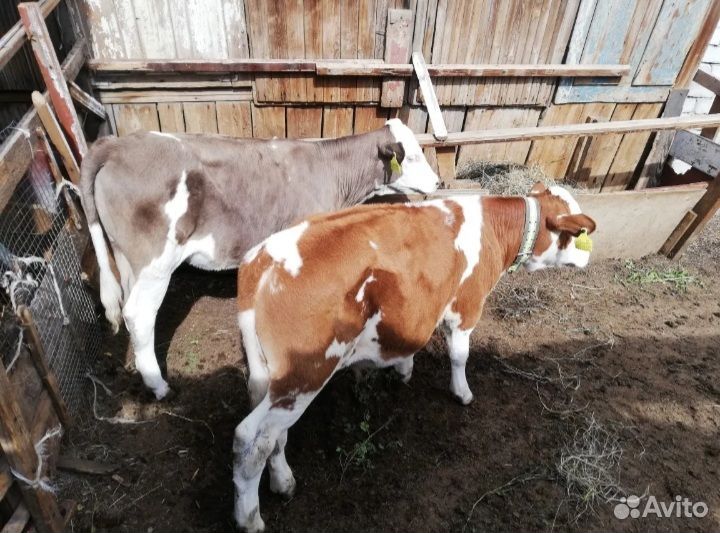 Бычки телята