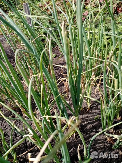 Лук многолетний, многоярусный