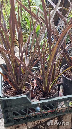 Лен,формиум,дианелла вариегата