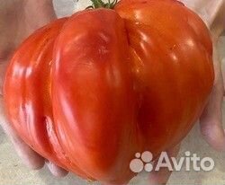 Рассада коллекционных сортов томатов (для теплиц)