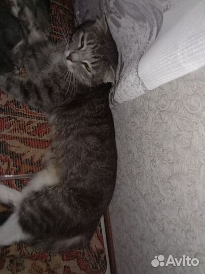 Шотландская