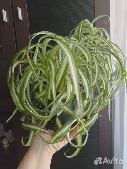 Хлоррофитум Бонни(кудрявый)хохлатый