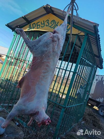 Овцы бараны