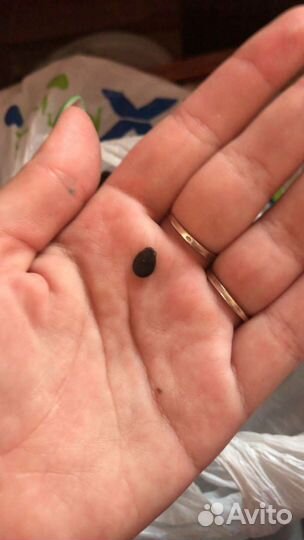 Семена арбуза