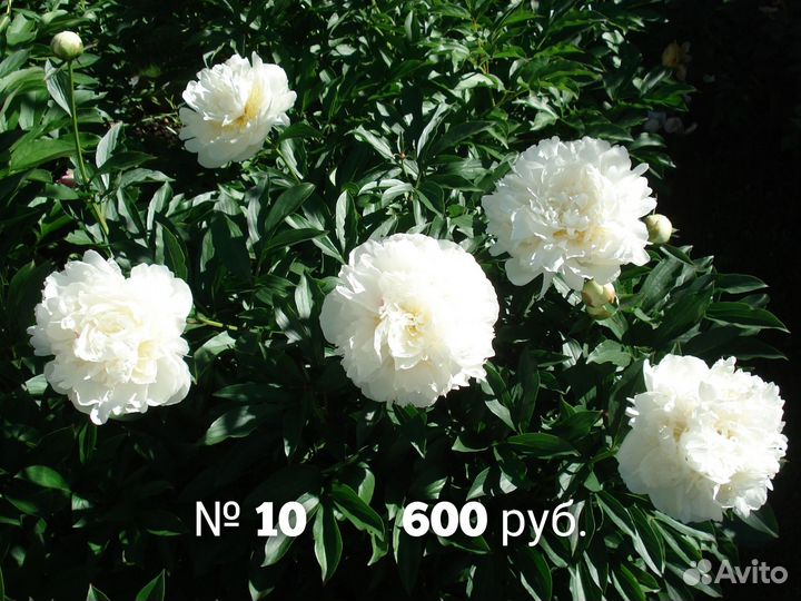 N9 пионы для сада