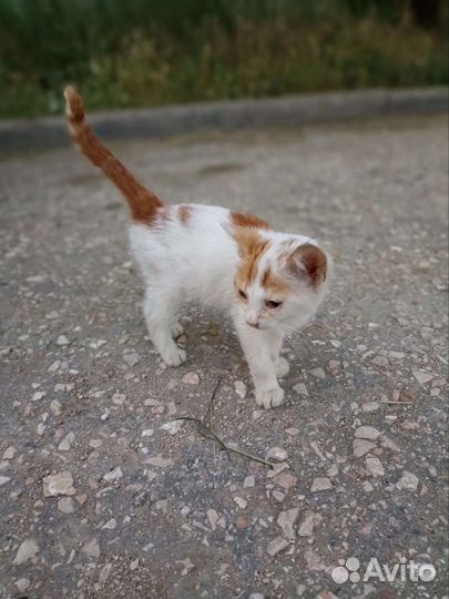Рыжий котенок