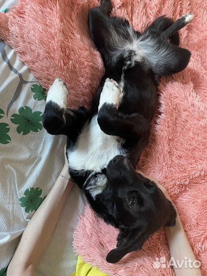 Ищет дом девочка красавица