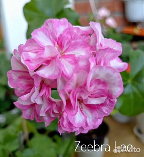 Пеларгония герань плющелистная