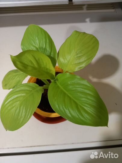 Спатифиллум сортовые