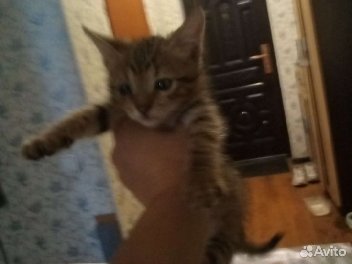 Кошка в дар бесплатно