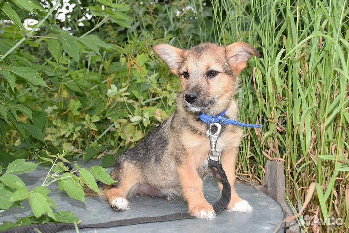 Щенок мальчик бесплатно