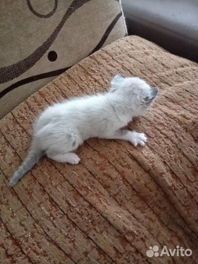 Весёлые котята