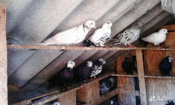 Продажа бакинских голубь
