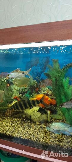 Аквариум С рыбами И оборудованием 500 литров