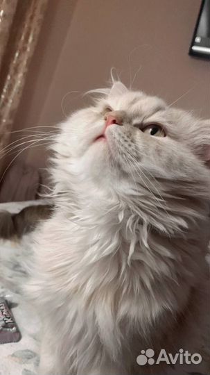 Персидский кот в добрые руки