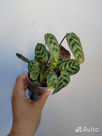 Калатея, Ктененты, кемпферия, антуриум, церопегия