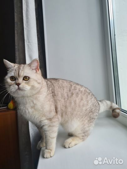 Шотландский кот вязка