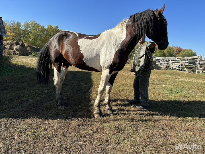 Лошадь жеребец