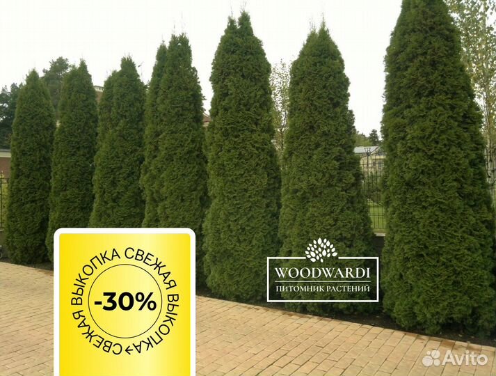Туя Брабант 1,5 м