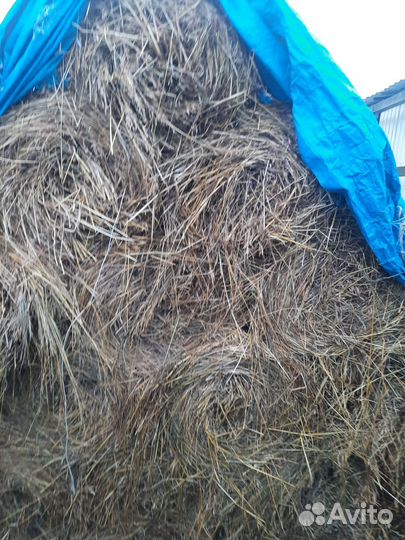 Сено в рулонах