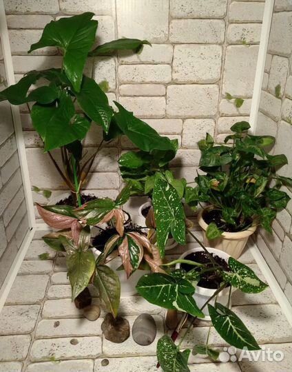 Взрослые сортовые сингониумы. Большие