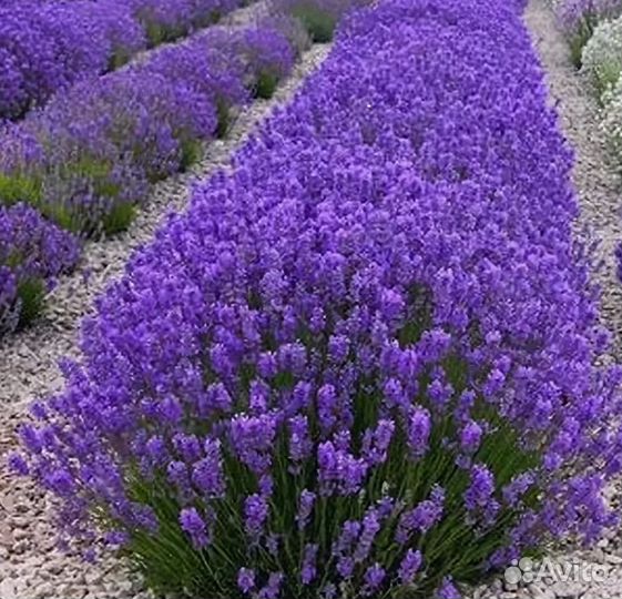 Лаванда английская