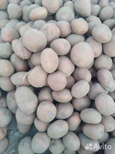 Семенной картофель