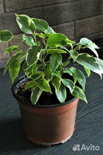 Цветы комнатные