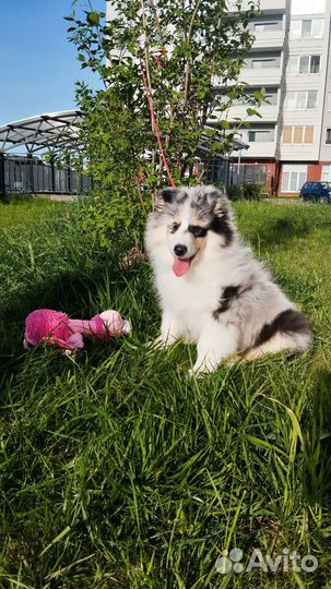 Колли мальчик