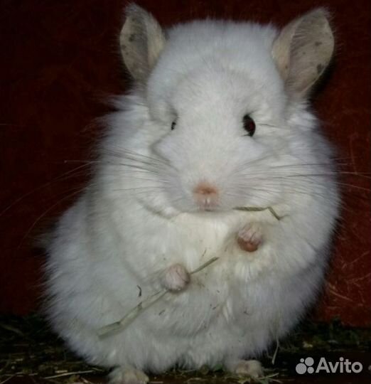 Пара Шиншилл