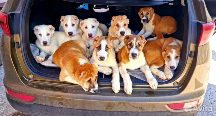 Щенки среднеазиатской овчарки