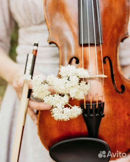 Скрипка на праздник.Живая музыка.Скрипач.Музыкант