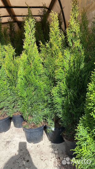 Туя смарагд 90-100см