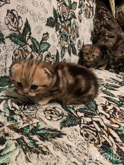 Котята шотландской вислоухой кошки