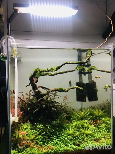 Запуск, дизайн, обслуживание аквариумов